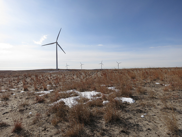 Wind turbines loom over a field.